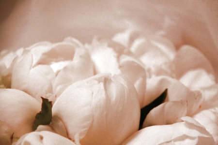 White Roses