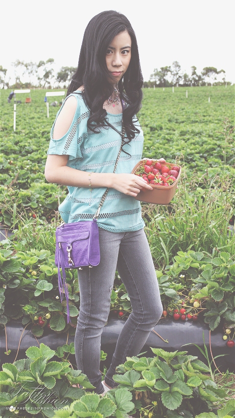 Strawberry Picking