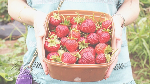 Strawberry Picking