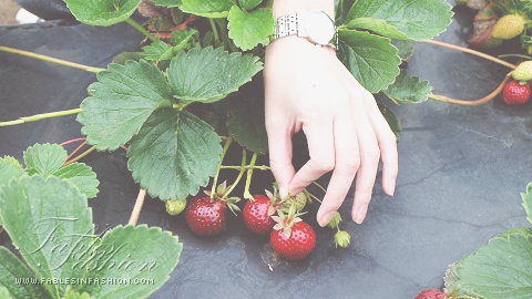 Strawberry Picking