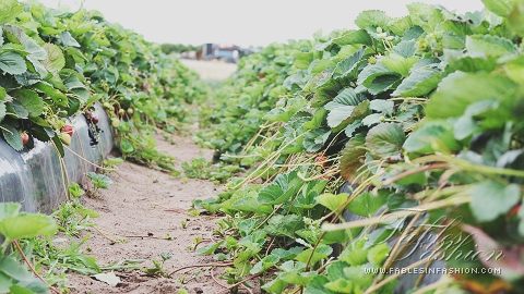 Strawberry Picking