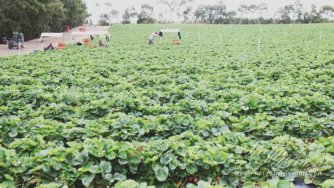 Strawberry Picking