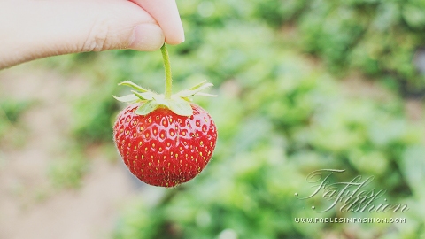 Strawberry Picking