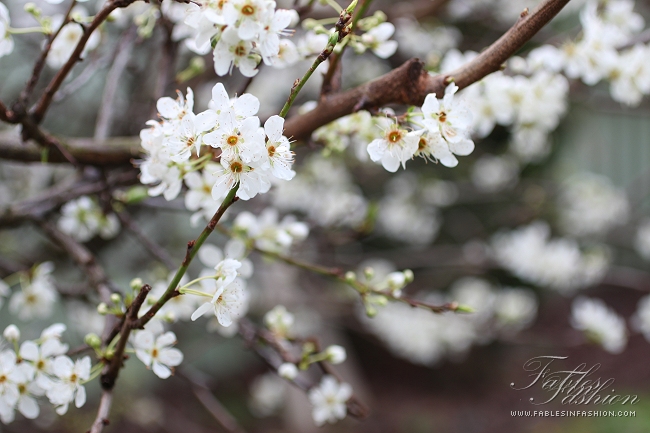 Imagery ~ Flowers in Bloom