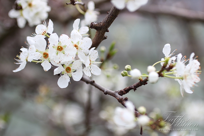 Imagery ~ Flowers in Bloom