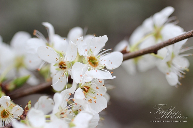 Imagery ~ Flowers in Bloom