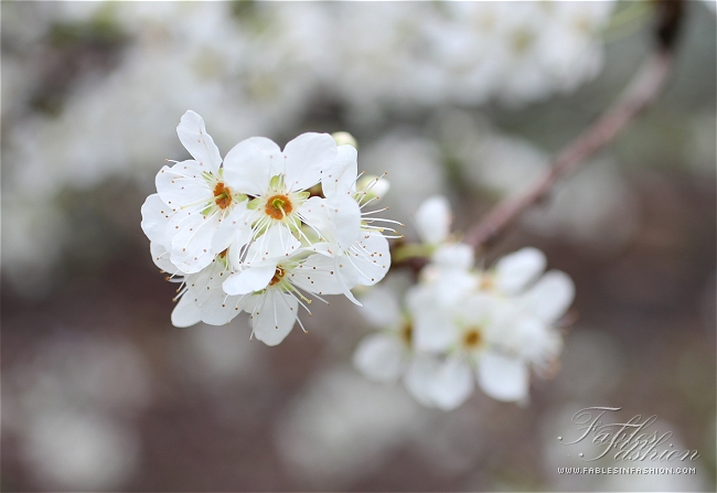 Imagery ~ Flowers in Bloom