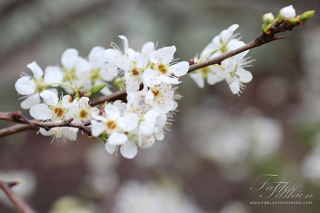 Imagery ~ Flowers in Bloom