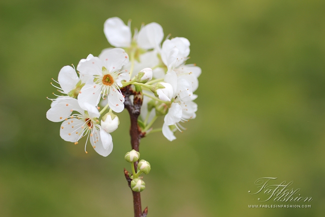 Imagery ~ Flowers in Bloom