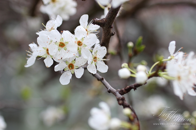 Imagery ~ Flowers in Bloom