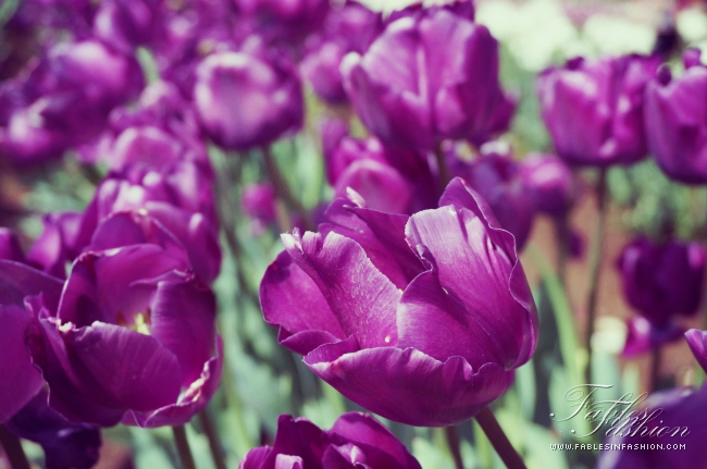 Tesselaar Tulip Festival