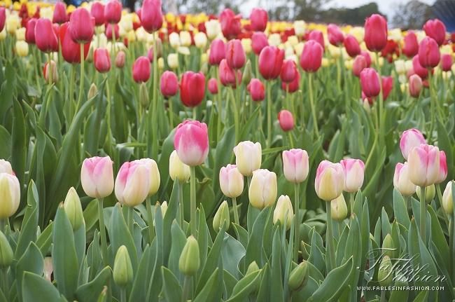 Tesselaar Tulip Festival