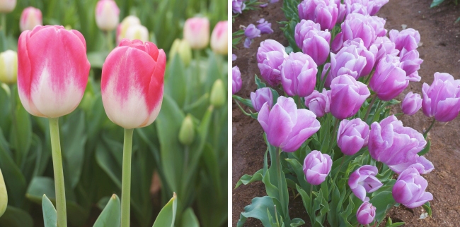 Tesselaar Tulip Festival