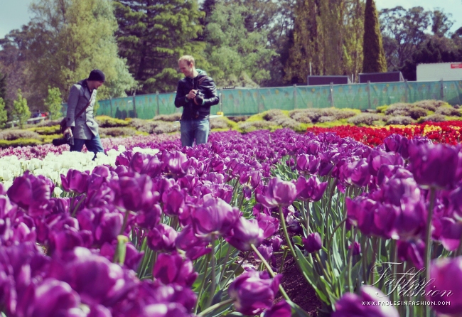 Tesselaar Tulip Festival