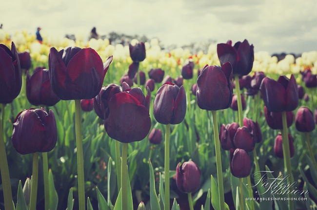 Tesselaar Tulip Festival