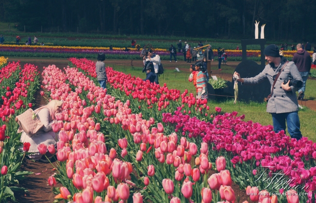 Tesselaar Tulip Festival