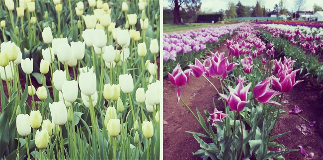 Tesselaar Tulip Festival