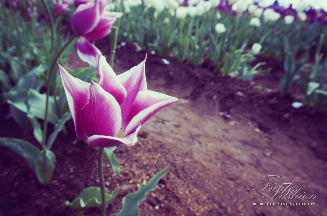 Tesselaar Tulip Festival