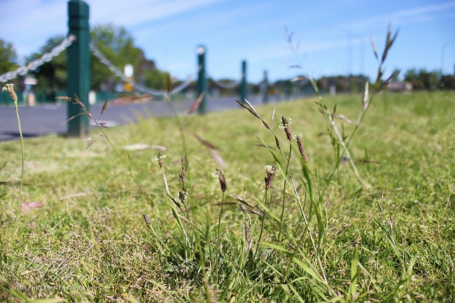 Albert Park Brunch