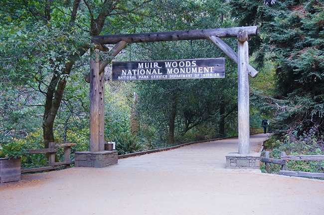 Muirwoods