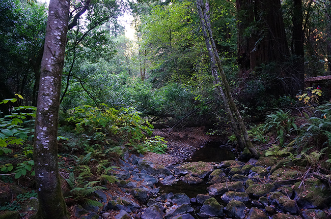 Muirwoods