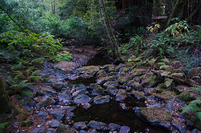 Muirwoods