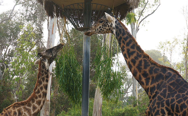 San Diego Zoo