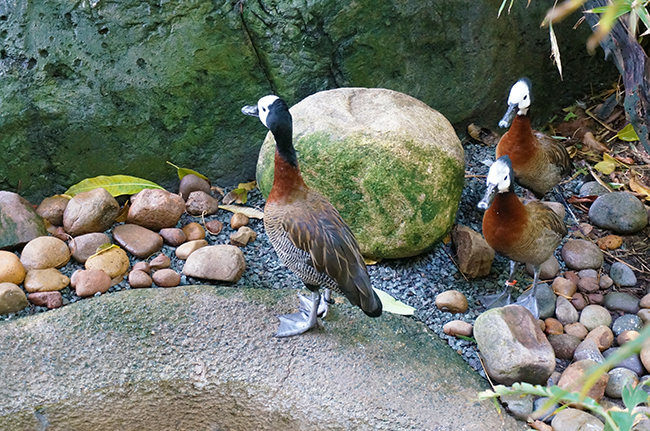 San Diego Zoo