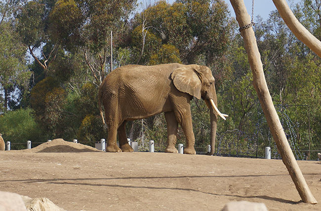 San Diego Zoo