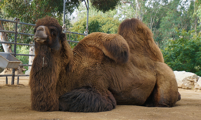 San Diego Zoo