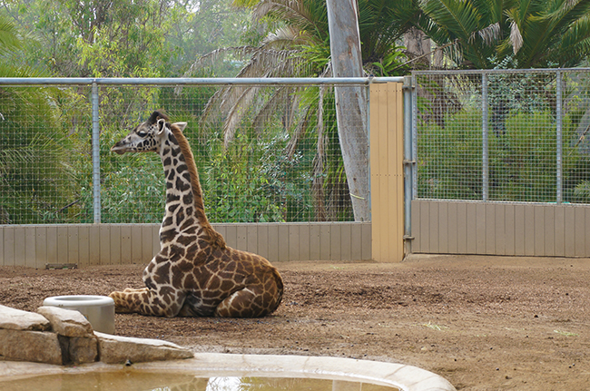 San Diego Zoo