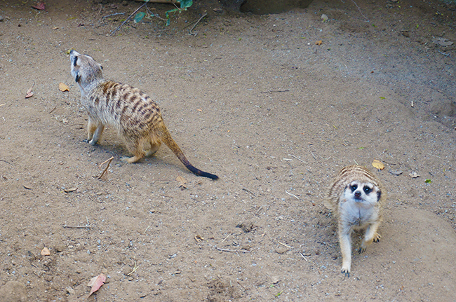 San Diego Zoo