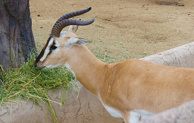 San Diego Zoo