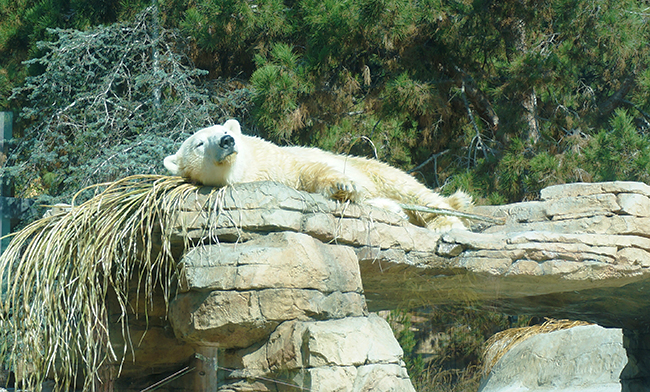 San Diego Zoo