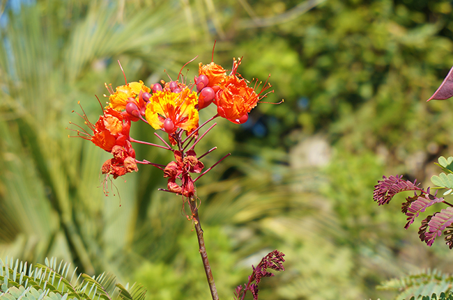 San Diego Zoo