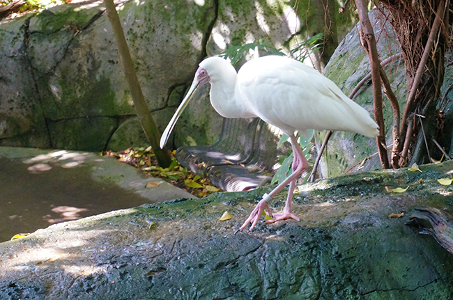 San Diego Zoo