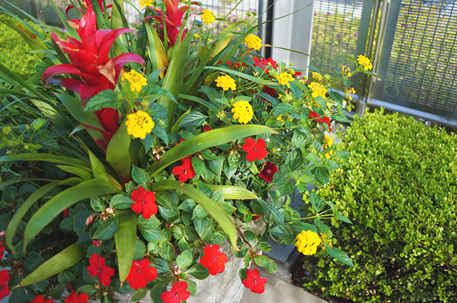 Westin South Plaza Flowers