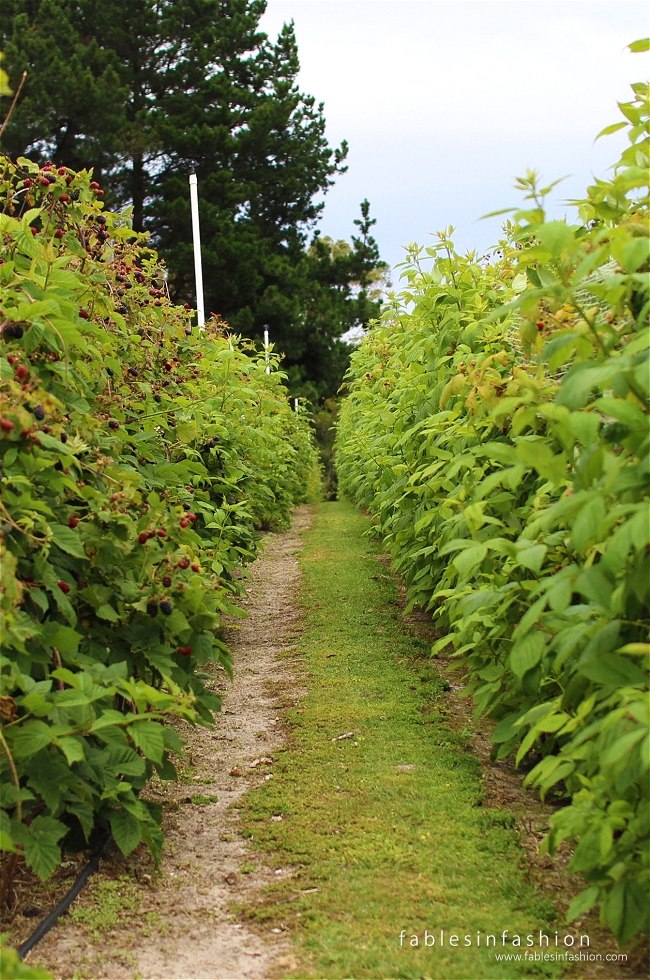 Berry Picking