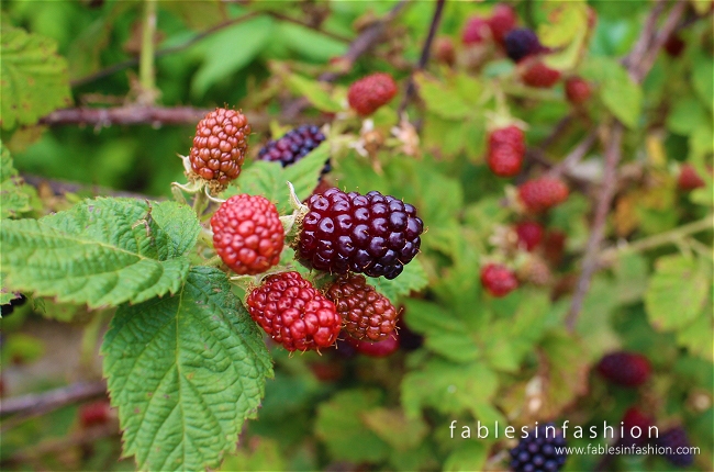 Berry Picking