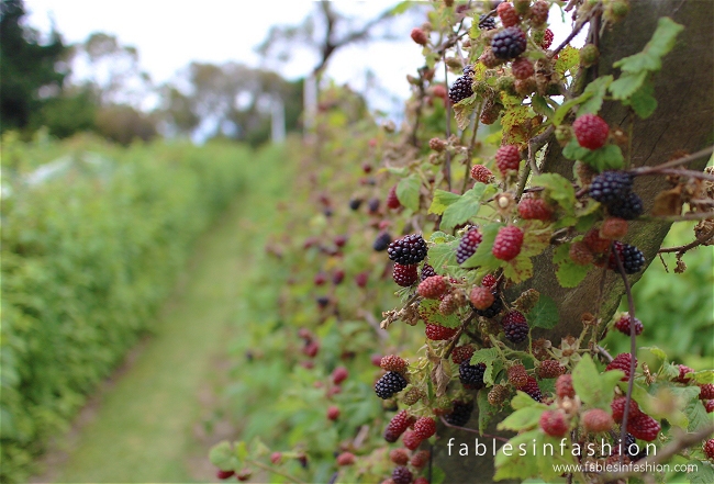 Berry Picking