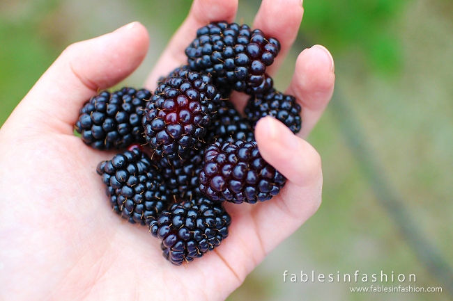 Berry Picking