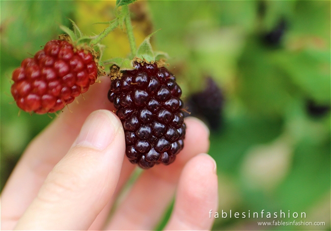 Berry Picking