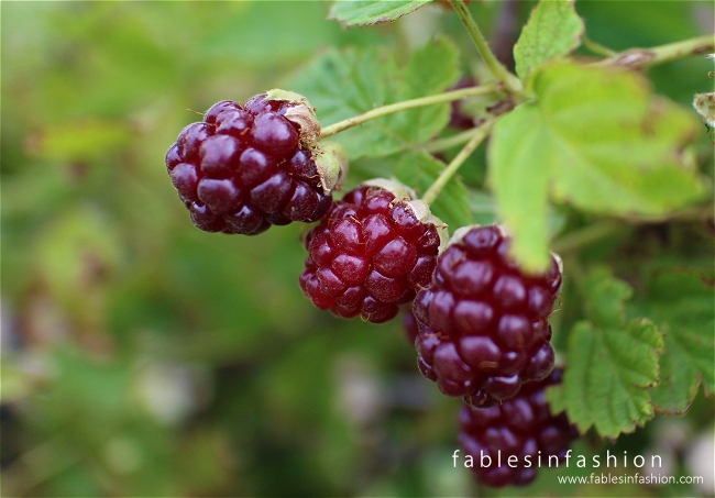 Berry Picking