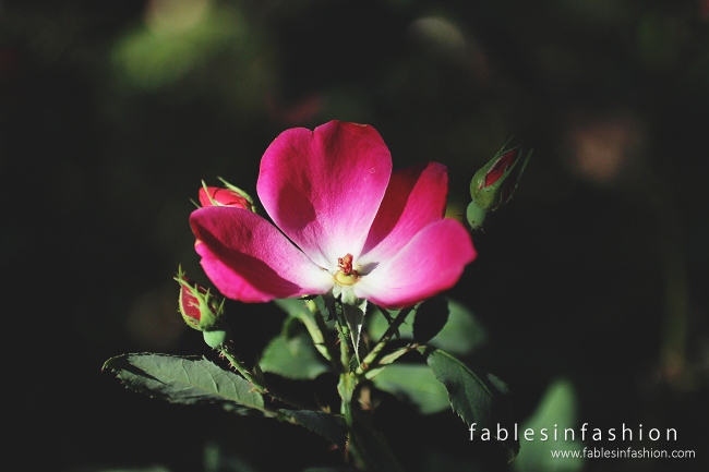 Imagery ~ Backyard Dinner