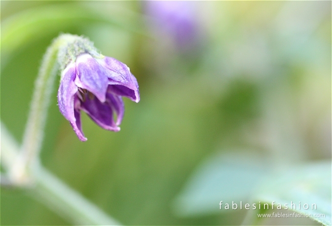 Imagery ~ Backyard Dinner