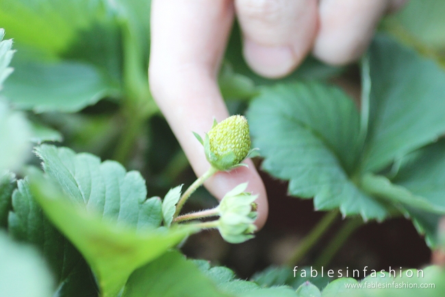 Imagery ~ Backyard Dinner