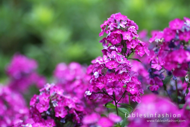 Rhododendron Gardens