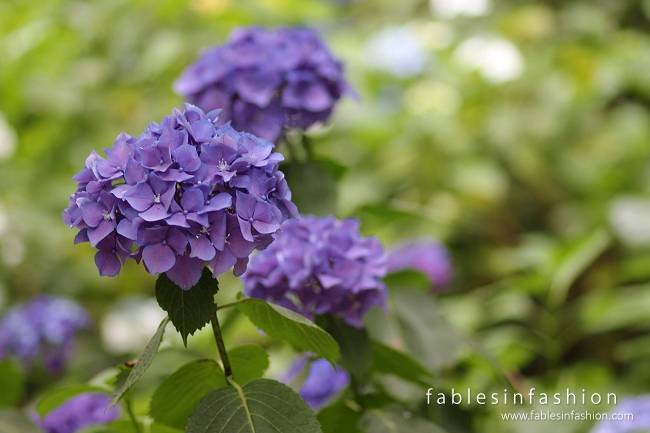 Rhododendron Gardens