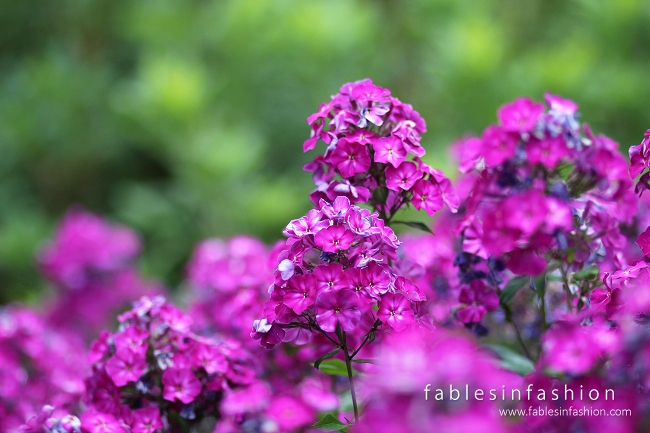 Rhododendron Gardens