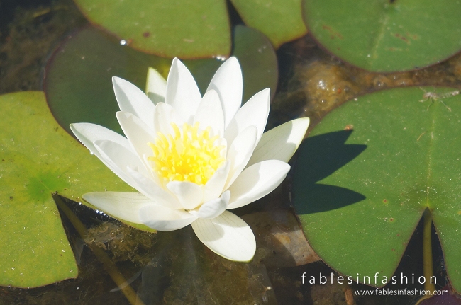 Melbourne Lotus Flowers